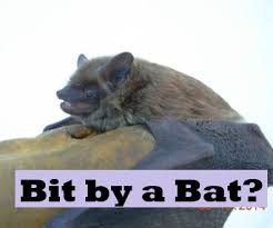 Image result for Bat Bite