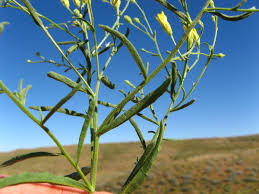 Image result for Pegolettia senegalensis