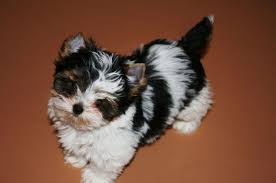 7 Types Of Adorable Yorkie Puppies Teacupdogdaily