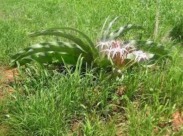Image result for Crinum buphanoides