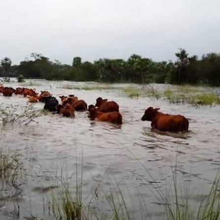 🌧️🐄 Productores entrerrianos buscan reubicar casi 500.000 cabezas de ganado ante la posible llegada de un fuerte fenómeno El Niño. Los pronósticos climáticos anticipan un evento de gran intensidad entre octubre y