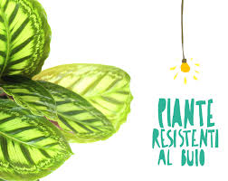 Le piante pendenti da interno sono molto decorative. Possono Le Piante Da Appartamento Vivere Con Poca Luce Si E Vi Diciamo Quali Flobflower
