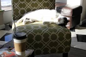 Some cat owners use a spray bottle of water to use with their cats, though this can sometimes make your cat distrust many liquids are dangerous for cats, including tea, coffee, chocolate, and alcohol. Minneapolis First Cat Cafe Opens The Echo