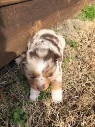 An aussie is highly intelligent and thrives not only on physical activity, but mental stimulation as well. Droll Blue Merle Australian Shepherd Puppies For Sale In Tennessee L2sanpiero