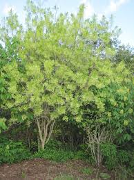 Image result for Chionanthus