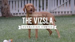 Vizsla rescue southern california is managed by the south coast vizsla club, inc. Vizsla Puppies For Sale In California Akc Certified