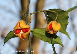 Image result for Myrianthus