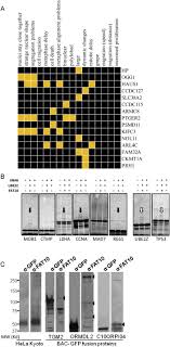 Profiling of Ubiquitin-like Modifications Reveals Features of Mitotic  Control