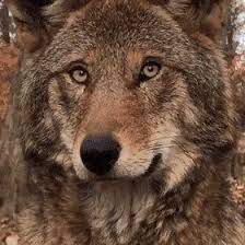 Pin On Animals