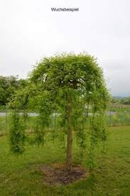 Schnurbaum Hangender Schnurbaum Baum Kleine Baume Und Bepflanzung
