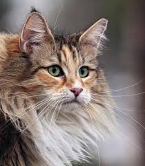 Meet the norwegian forest cat, once the companion of vikings! Norwegian Forest Cat Personality And Temperament