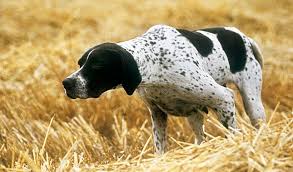 Puppies are safe from majority of infections for the first few weeks of them being born. Pointer Dog Breed Information
