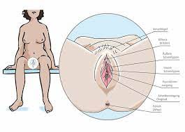 Found inside or outside the vagina, sometimes around the anus pressure from an adjacent organ a lump or bulge in the vagina could be caused by an adjacent organ that has moved from its typical. Weibliche Geschlechtsorgane Familienplanung De