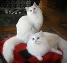 WHITE RAGDOLLS and BLUE EYED WHITE RAGDOLL KITTENS