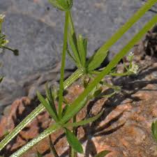 Image result for Galium stenophyllum