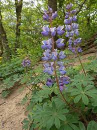 Lupinus perennis (also wild perennial lupine, wild lupine, sundial lupine, blue lupine, indian beet, or old maid's bonnets) is a flowering plant in the family fabaceae. Wild Lupine Lupinus Perennis