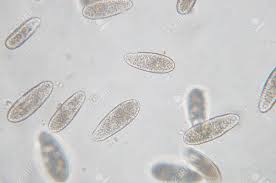 See amoeba under the microscope specifically acanthamoeba. Tetrahymena Is A Genus Of Unicellular Ciliated Protozoan And Stock Photo Picture And Royalty Free Image Image 90535640
