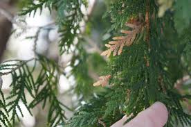 Image result for argyresthia thuiella thuja symptoms