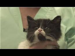 It may be caused by diarrhea in cats can be either mild or severe. Kitten Cat Care How To Treat Diarrhea In Cats Youtube