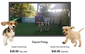 Our sitters can also offer puppy daycare to give your puppy additional socialisation while they are young. Dog Day Care Gold Coast Day Care For Dogs Aaa Pet Resort