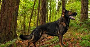 Double coat german shepherd puppies available for sale at premium pet house. Pin On Future Children