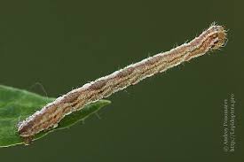 Image result for Eupithecia icterata