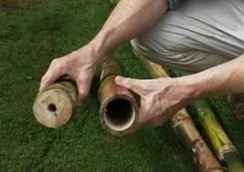 Image result for Bambusa balcooa