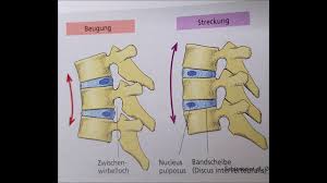 Einen innen gelegenen gallertartigen kern, den nucleus pulposus (meist einfach nucleus genannt) und einen ihn umgebenden äußeren. Aufbau Und Funktion Bandscheibe Youtube