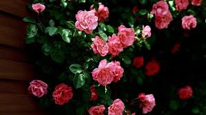 Rose flower images, photos, rose pictures & wallpapers. 3d Flower Wallpapers Rose Wallpaper Cave