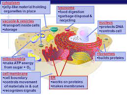 Check spelling or type a new query. 2 Why Do Cells Make Proteins Ppt Download