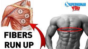 Learn about chest muscle anatomy with free interactive flashcards. How To Get A Big Lower Chest Youtube