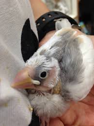 セルバス幕張店 در توییتر 小鳥さん入荷してます W シナモン も入ってそうなパイド白文鳥 スパングル模様がほとんどない綺麗なセキセイインコ などなど セキセイインコ 販売 白文鳥 文鳥 ブンチョウ ヒナ 手乗り 関東 千葉