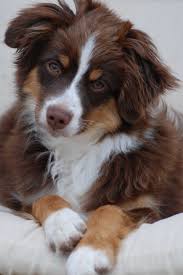 Mini Black And Brown Australian Shepherd Australian Shepherd Black Tris With Blue Eyes To View More Tips About Pet Dogs Visit The Image Link Bear Dog Cute Puppies Aussie Puppies