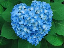 Maybe you would like to learn more about one of these? Photo Valentine S Day Heart Light Blue Flower Hydrangea 1600x1200