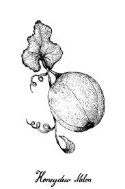 Star star star star star. Exotic Fruit Illustration Hand Drawn Sketch Of Honeydew Melon Or Cucumis Melo Isolated On White Background Tasmeemme Com