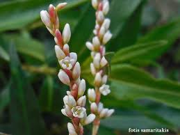 Image result for Persicaria decipiens
