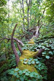 Moss And Vines On A Fallen Tree In The Forest Woodland Scene Nature Beautiful Tree