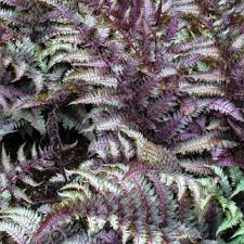 Image result for Athyrium schimperi