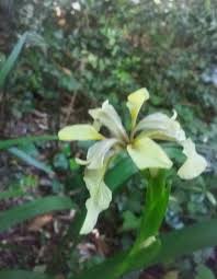 Fondo bianco naturale, fiorellini bianchi. Iris Il Fiore Reale