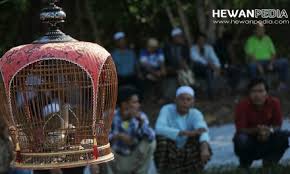 Apabila anda seorang pria lantas mengalami mimpi dikejar buaya itu merupakan sebuah firasat yang bagus, primbon pun menyebutkan bilamana orang mengalaminya bakalan tidak akan kecewa dalam waktu. 7 Arti Mimpi Tentang Buaya Menurut Tafsir Islam Dan Al Quran Hewanpedia