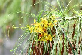 Image result for Parkinsonia aculeata
