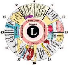 the iridology chart for both the right and left irises