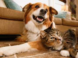 Skin lumps and bumps in cats. Low Cost Mobile Pet Vaccination Clinics Animal Hospitals And Pet Meds Vetco At Petco