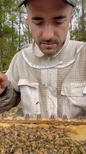 Growing Queen Bees part 1