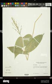 Image result for Olyra latifolia