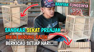 Jika anda mendapatkan burung prenjak kepala merah dari alam liar, maka akan mudah stress. Sangkar Sekat Double Tutup Bisa Bongkar Pasang Youtube