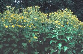 Image result for Schoenoxiphium