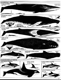 whalenet species and behavior information