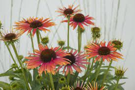 Echinacea Orange Bicolor Echinacea Perennial Bulbs Plants