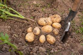 Nachteilig sind eine längere kulturzeit und nachkommen, die der mutterpflanze nicht mehr entsprechen. Kartoffeln Ernten Vorgehen Erntezeit Plantura